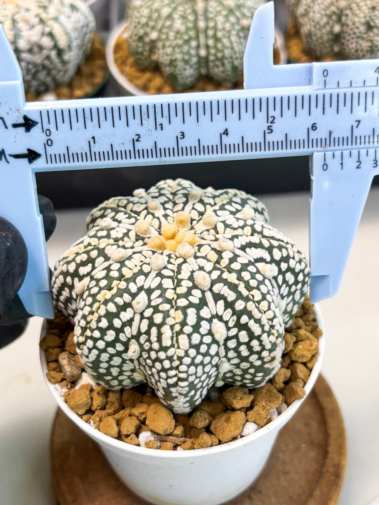Astrophytum Star Shape (at2) (y7) | Rare Cactus