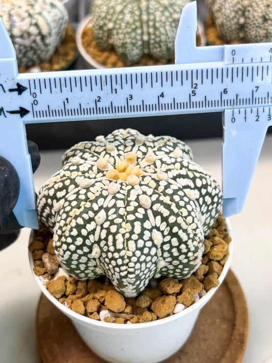 Astrophytum Star Shape (at2) (y7) | Rare Cactus