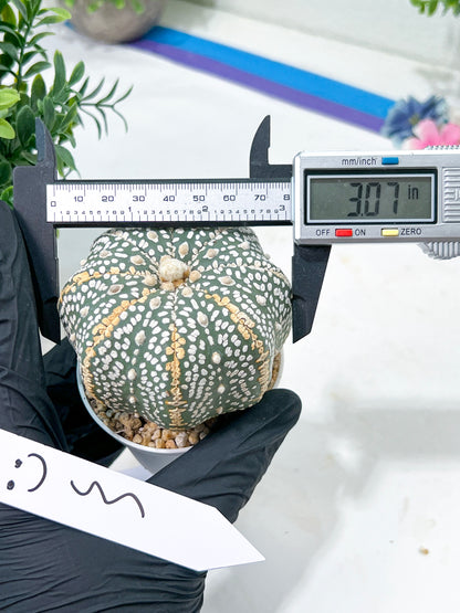 Astrophytum Super Kabuto (#T6A) | Nevada Botanical Shop | 3" Pot