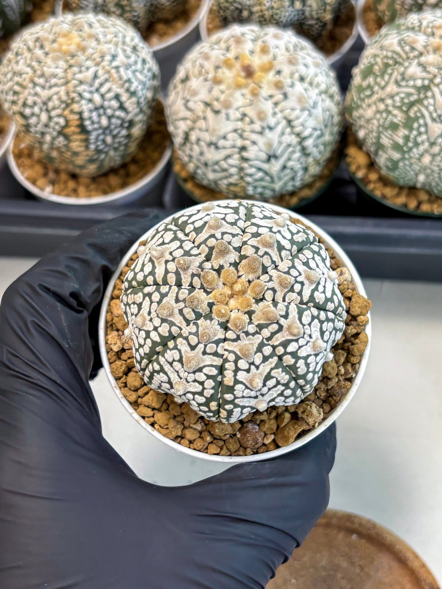 Astrophytum V-Type (at6) (r1) | Rare Star Cactus