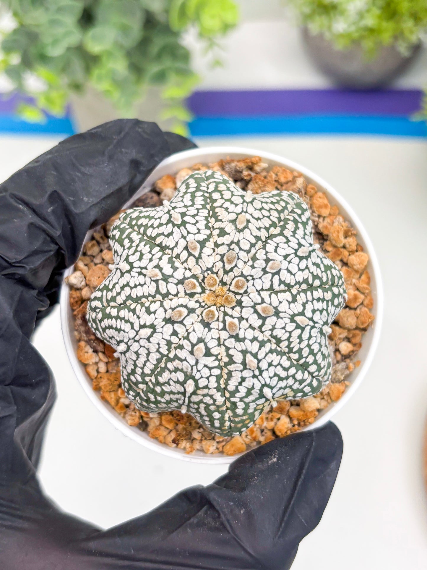 Astrophytum Star shape Super Kabuto (t3) (p6) | 3" Pot
