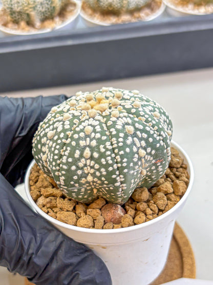 Astrophytum Super Kabuto (at1) (09) | Collection Plant | Rare Cactus