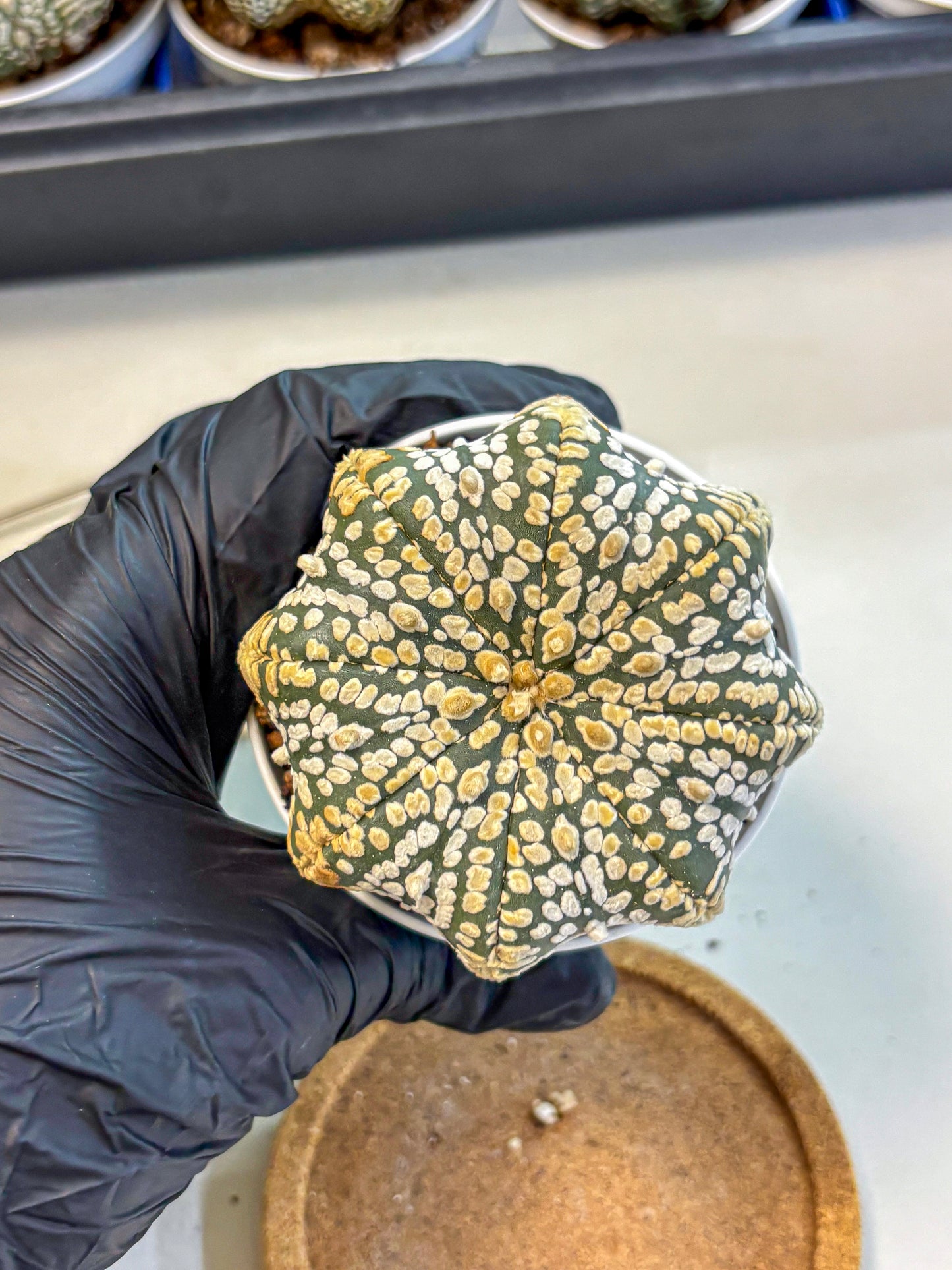 Astrophytum V Type (at4) (09) | Star Cactus