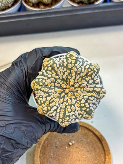 Astrophytum V Type (at4) (09) | Star Cactus