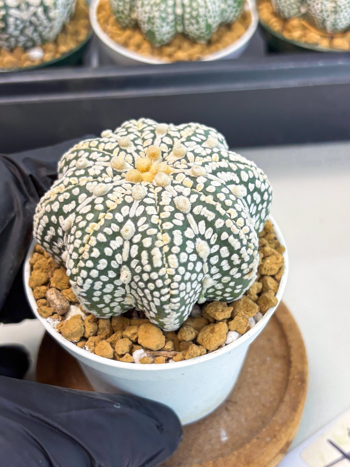 Astrophytum Star Shape (at2) (y7) | Rare Cactus
