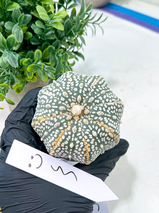 Astrophytum Super Kabuto (#T6A) | Nevada Botanical Shop | 3" Pot