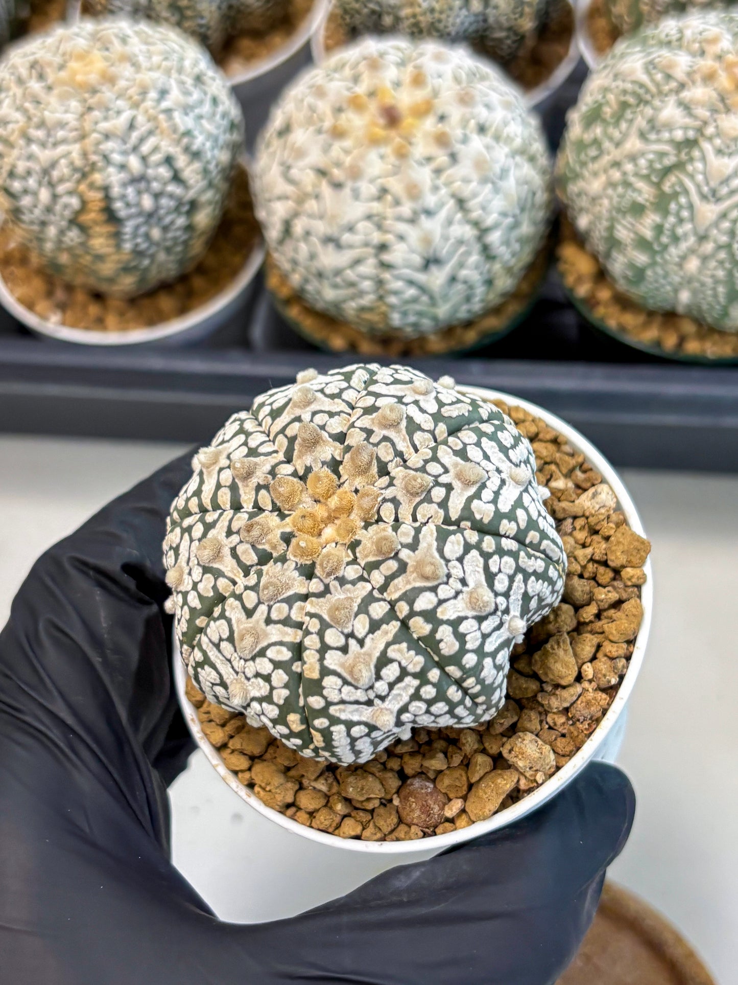 Astrophytum V-Type (at6) (r1) | Rare Star Cactus