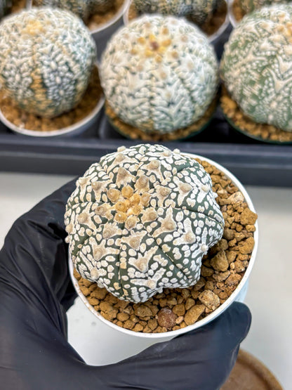 Astrophytum V-Type (at6) (r1) | Rare Star Cactus