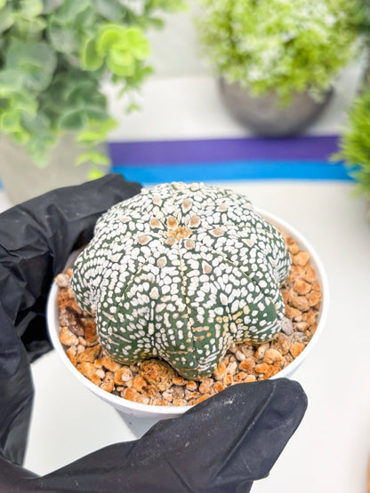 Astrophytum Star shape Super Kabuto (t3) (p6) | 3" Pot