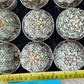 Astrophytum V-Type (#T1A) | Imported From Japan/korea | 3" Pot