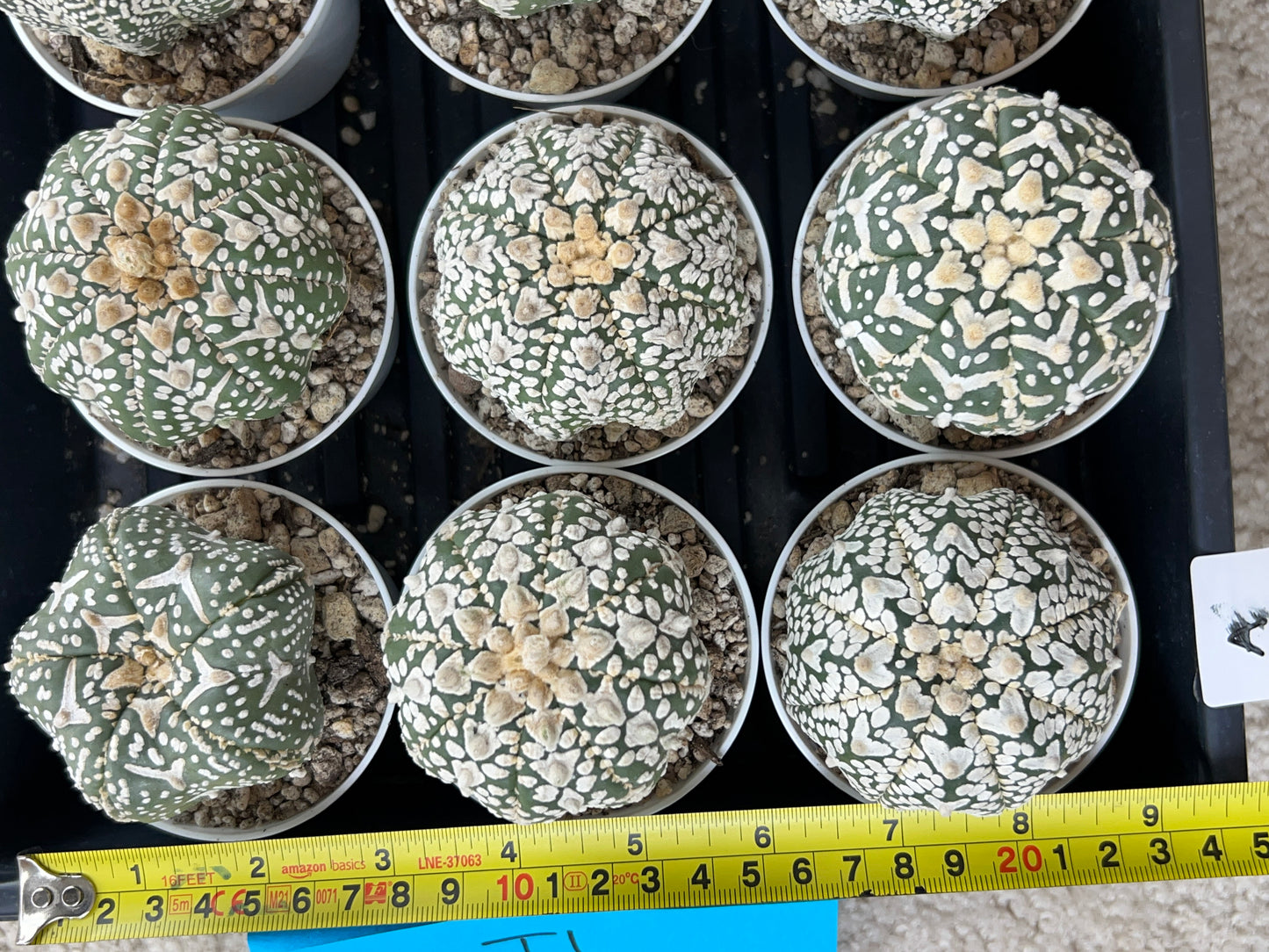 Astrophytum V-Type (#T1A) | Imported From Japan/korea | 3" Pot