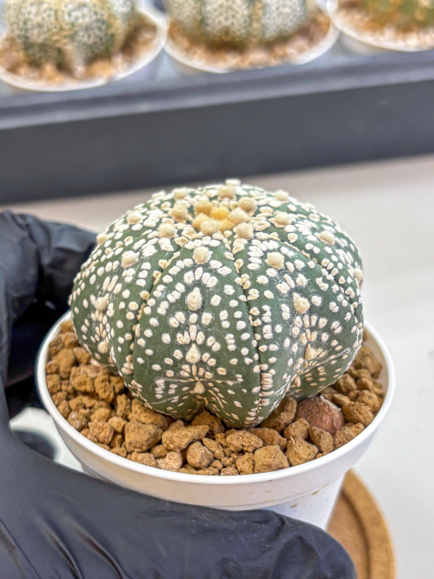 Astrophytum Super Kabuto (at1) (09) | Collection Plant | Rare Cactus