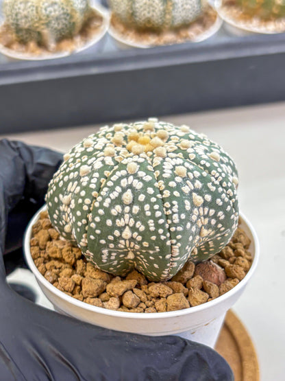 Astrophytum Super Kabuto (at1) (09) | Collection Plant | Rare Cactus