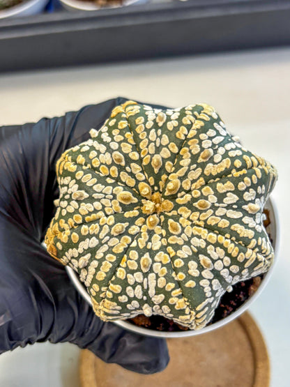 Astrophytum V Type (at4) (09) | Star Cactus