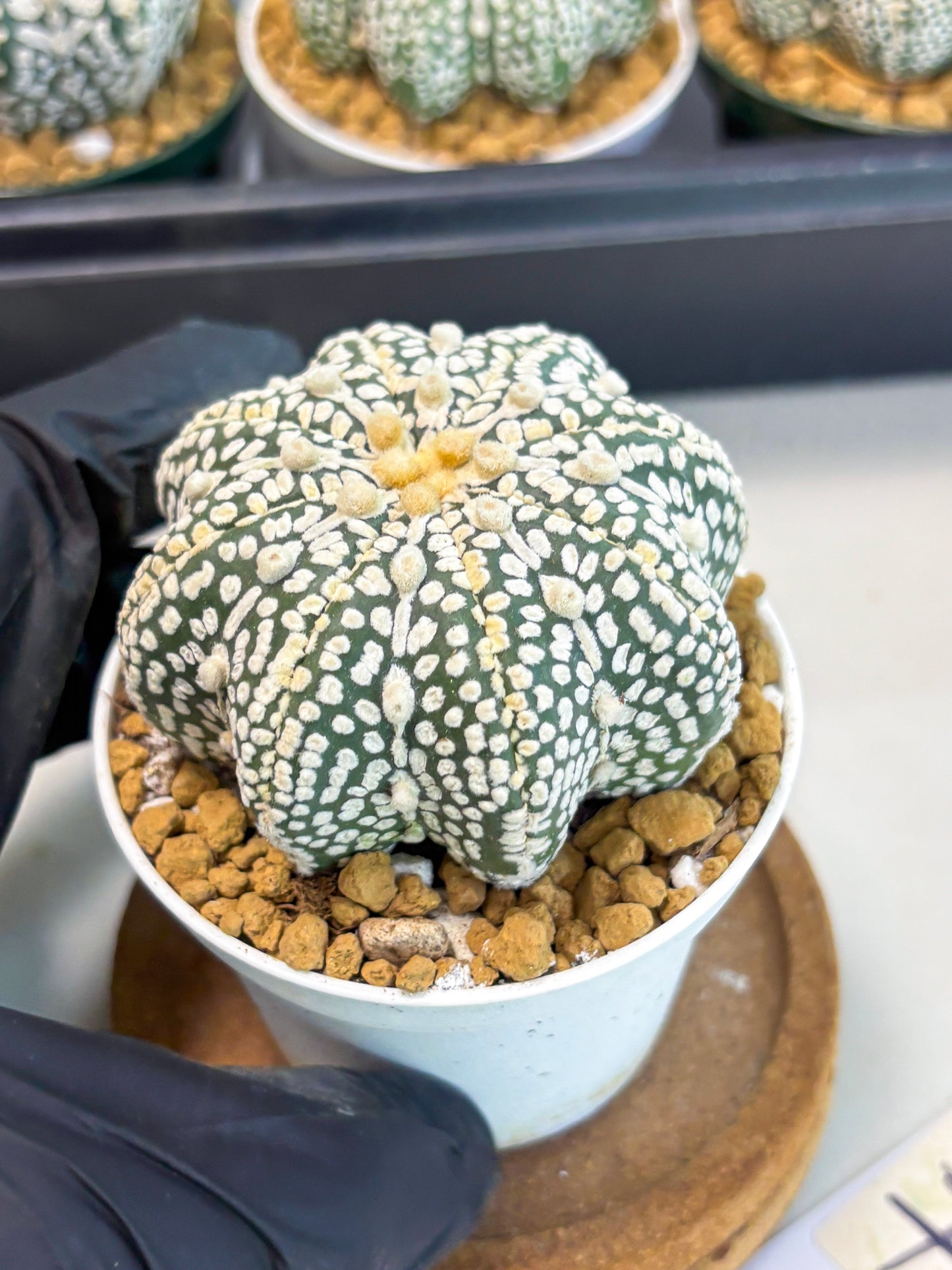 Astrophytum Star Shape (at2) (y7) | Rare Cactus