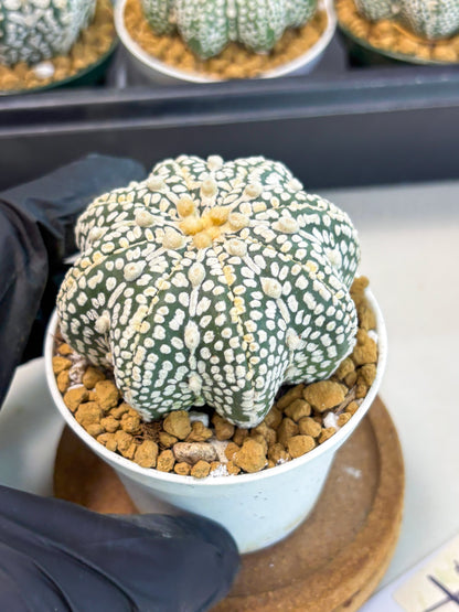 Astrophytum Star Shape (at2) (y7) | Rare Cactus