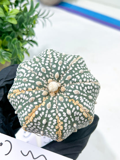 Astrophytum Super Kabuto (#T6A) | Nevada Botanical Shop | 3" Pot