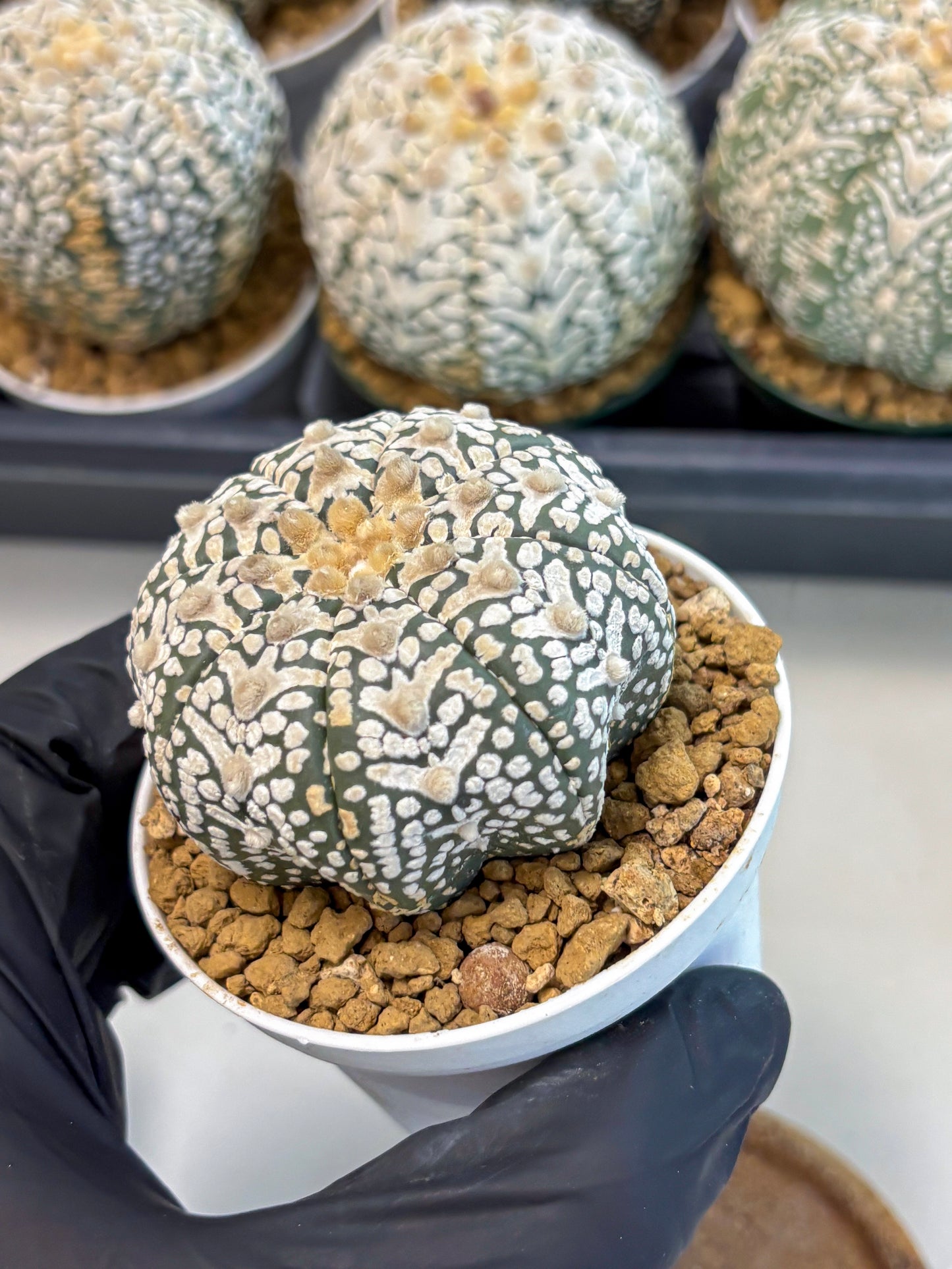 Astrophytum V-Type (at6) (r1) | Rare Star Cactus