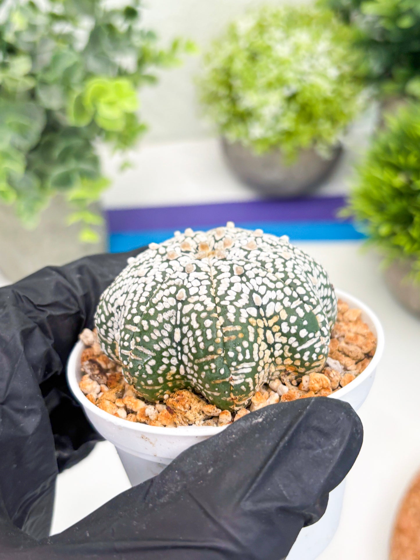 Astrophytum Star shape Super Kabuto (t3) (p6) | 3" Pot