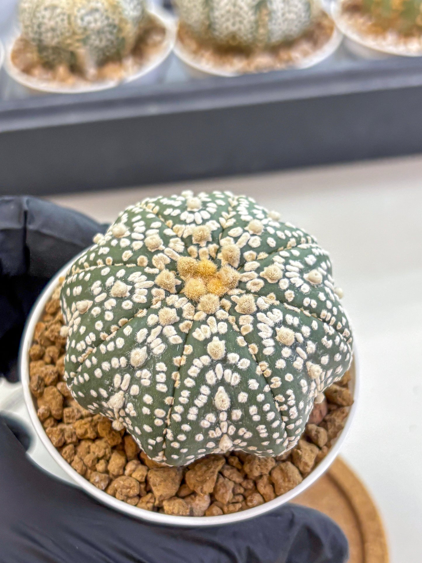 Astrophytum Super Kabuto (at1) (09) | Collection Plant | Rare Cactus