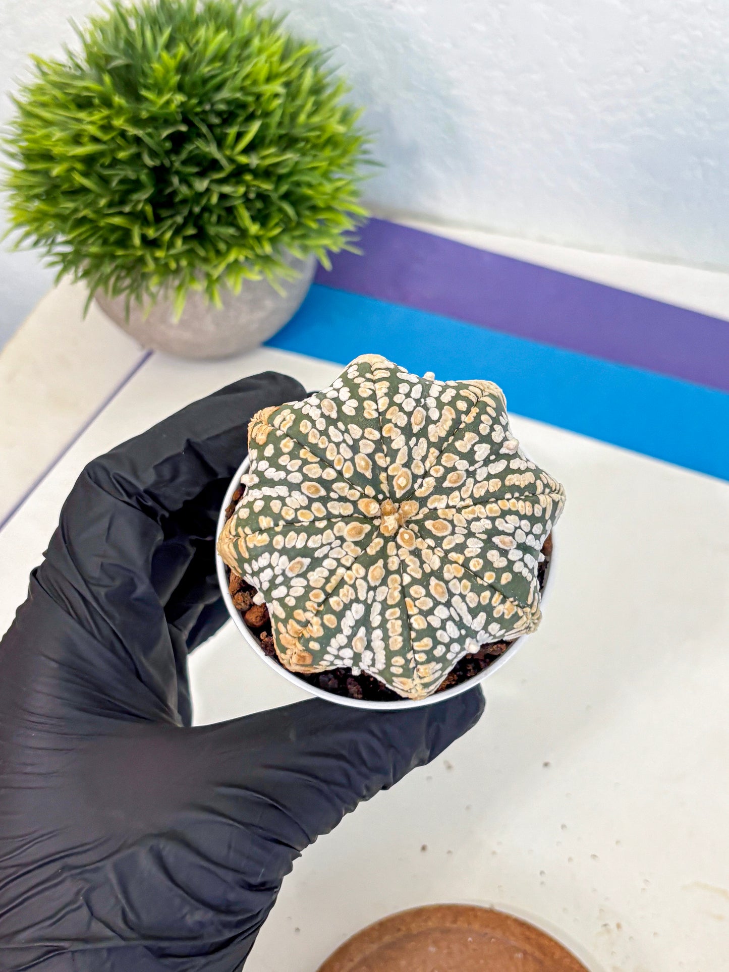 Astrophytum V Type (at4) (09) | Star Cactus