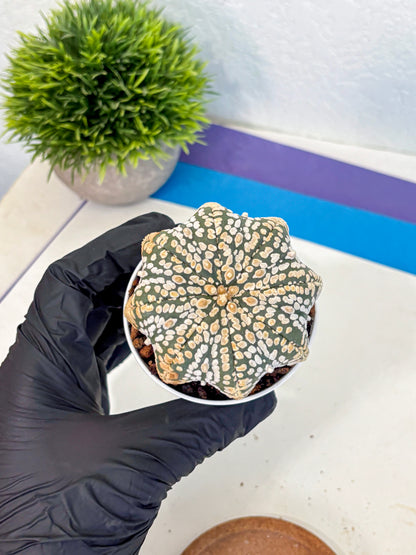 Astrophytum V Type (at4) (09) | Star Cactus