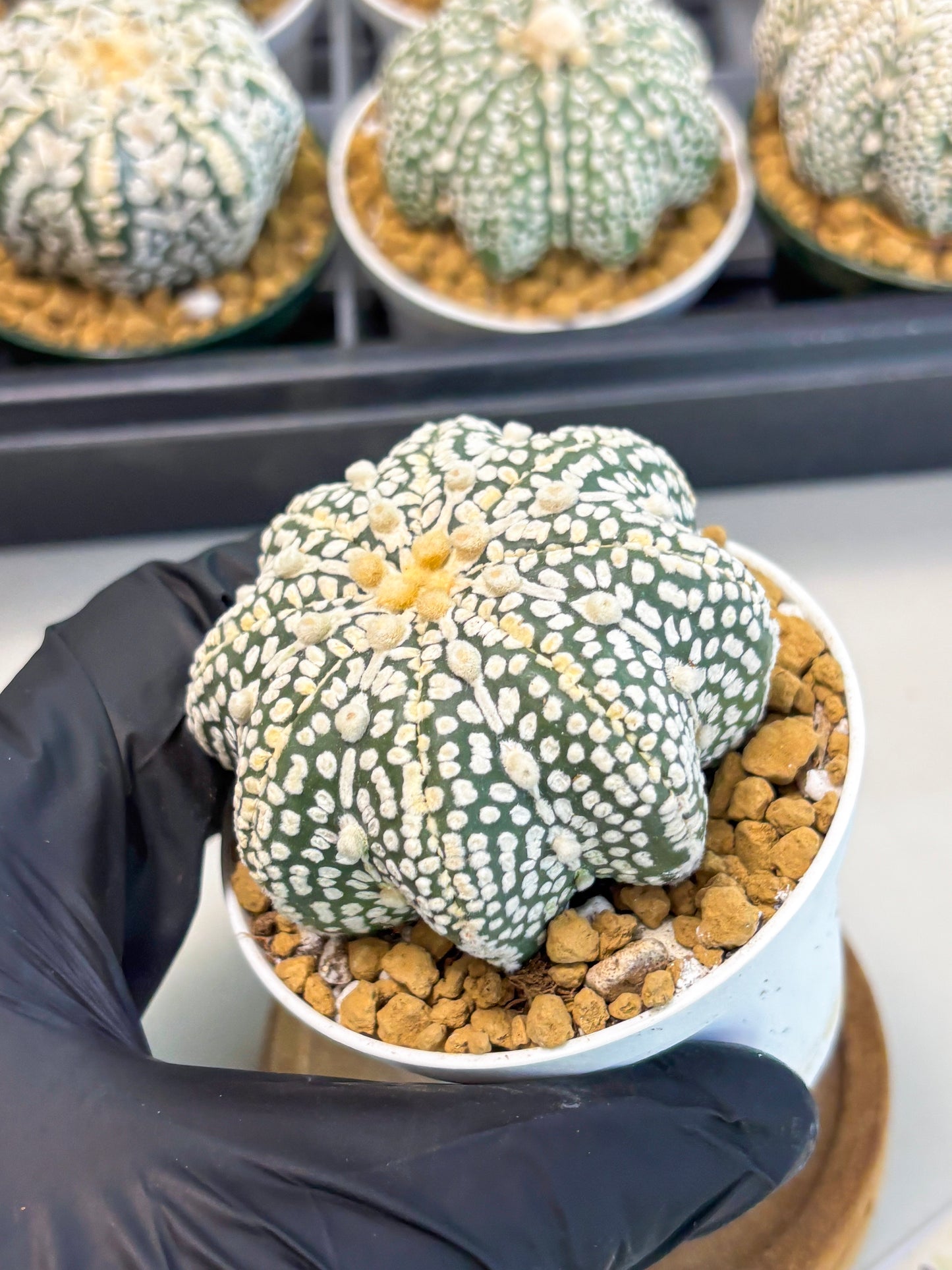 Astrophytum Star Shape (at2) (y7) | Rare Cactus