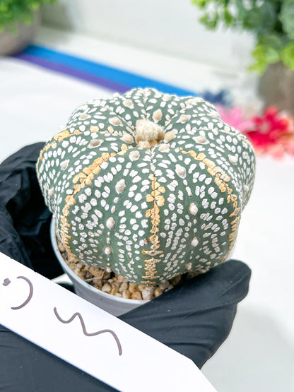Astrophytum Super Kabuto (#T6A) | Nevada Botanical Shop | 3" Pot