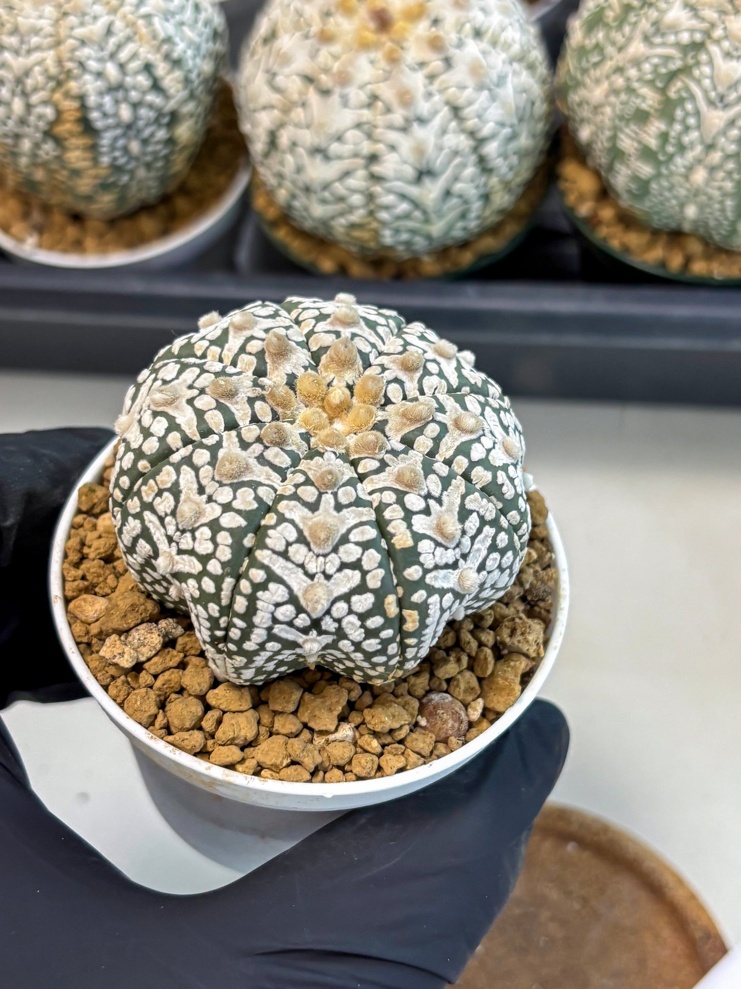 Astrophytum V-Type (at6) (r1) | Rare Star Cactus