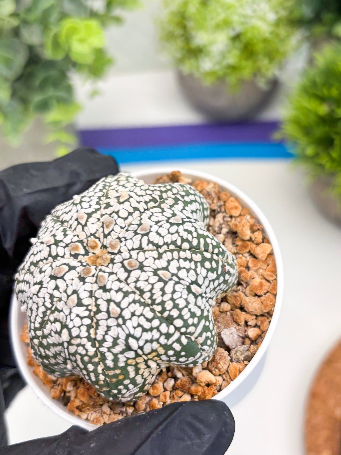 Astrophytum Star shape Super Kabuto (t3) (p6) | 3" Pot