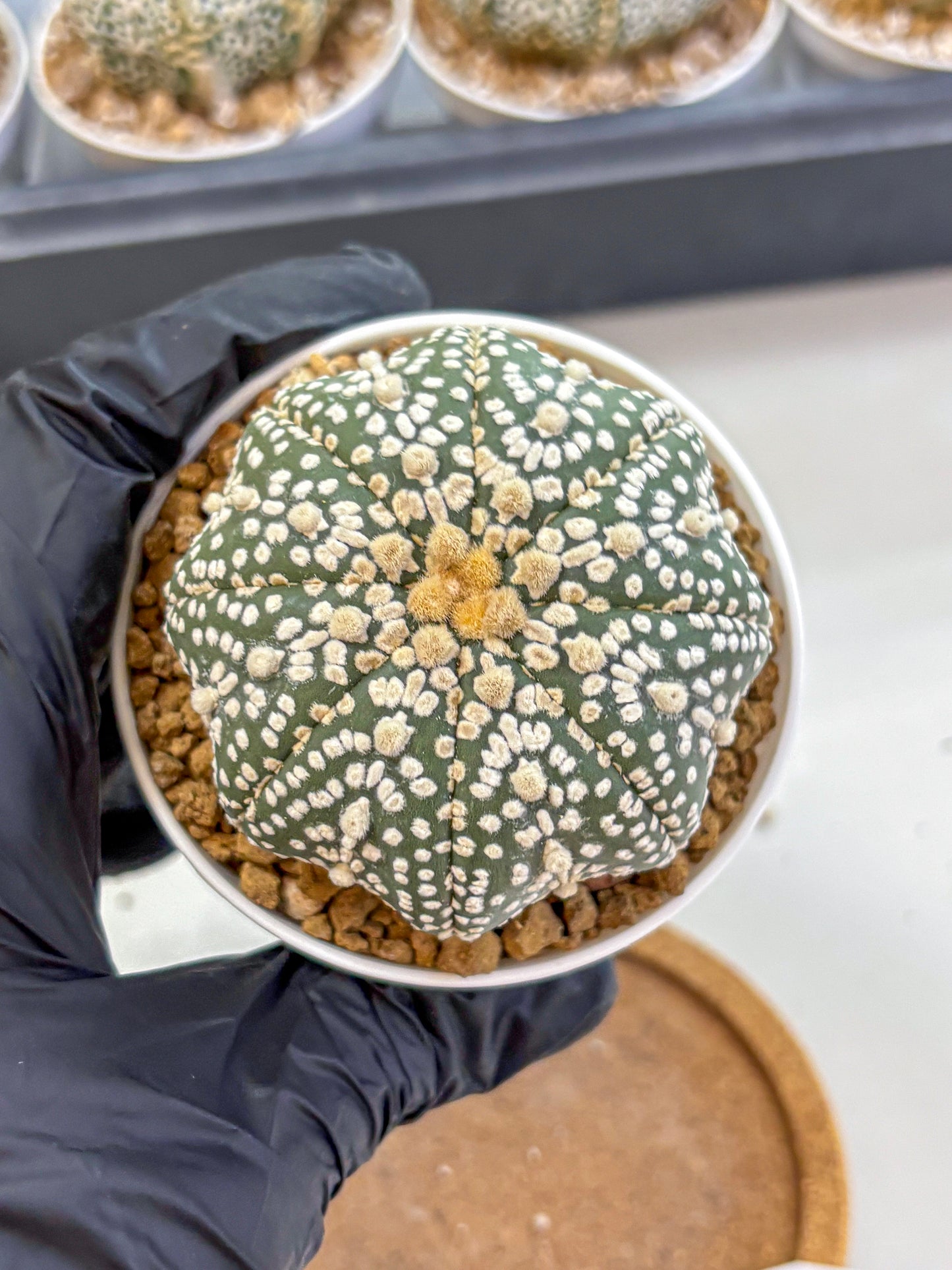 Astrophytum Super Kabuto (at1) (09) | Collection Plant | Rare Cactus