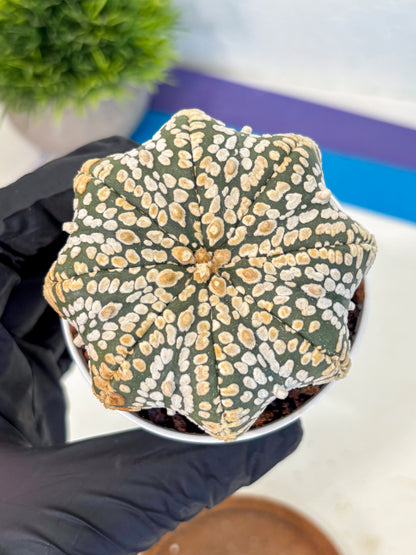 Astrophytum V Type (at4) (09) | Star Cactus