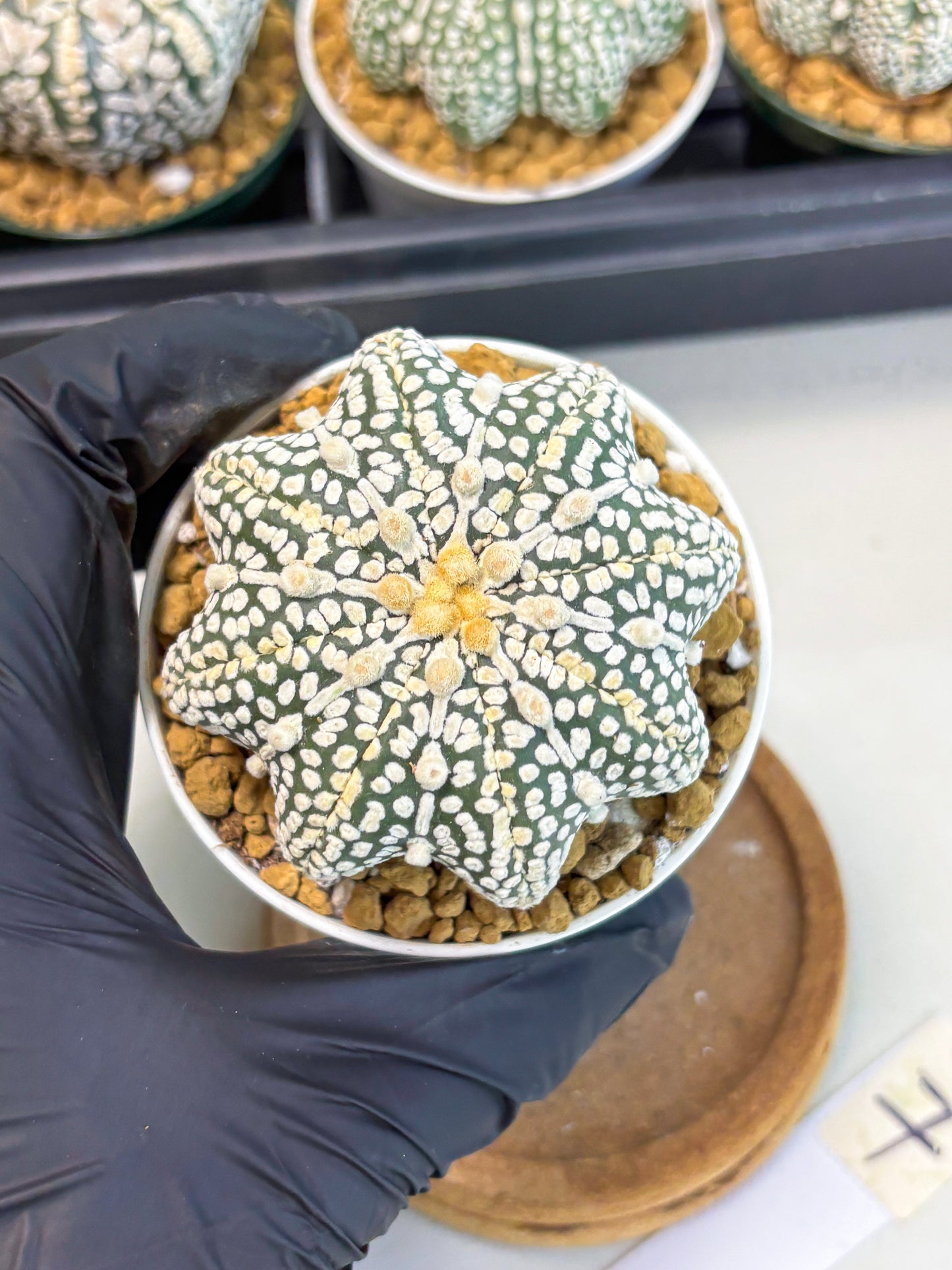 Astrophytum Star Shape (at2) (y7) | Rare Cactus