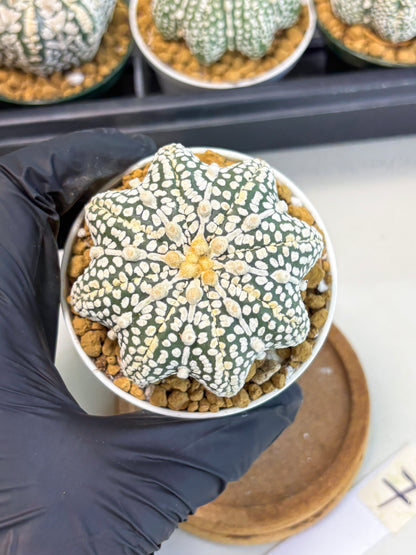 Astrophytum Star Shape (at2) (y7) | Rare Cactus