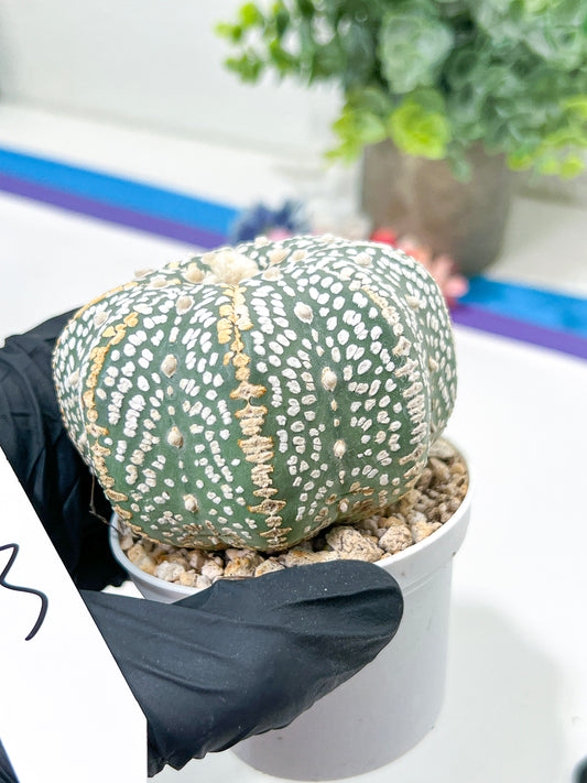 Astrophytum Super Kabuto (#T6A) | Nevada Botanical Shop | 3" Pot
