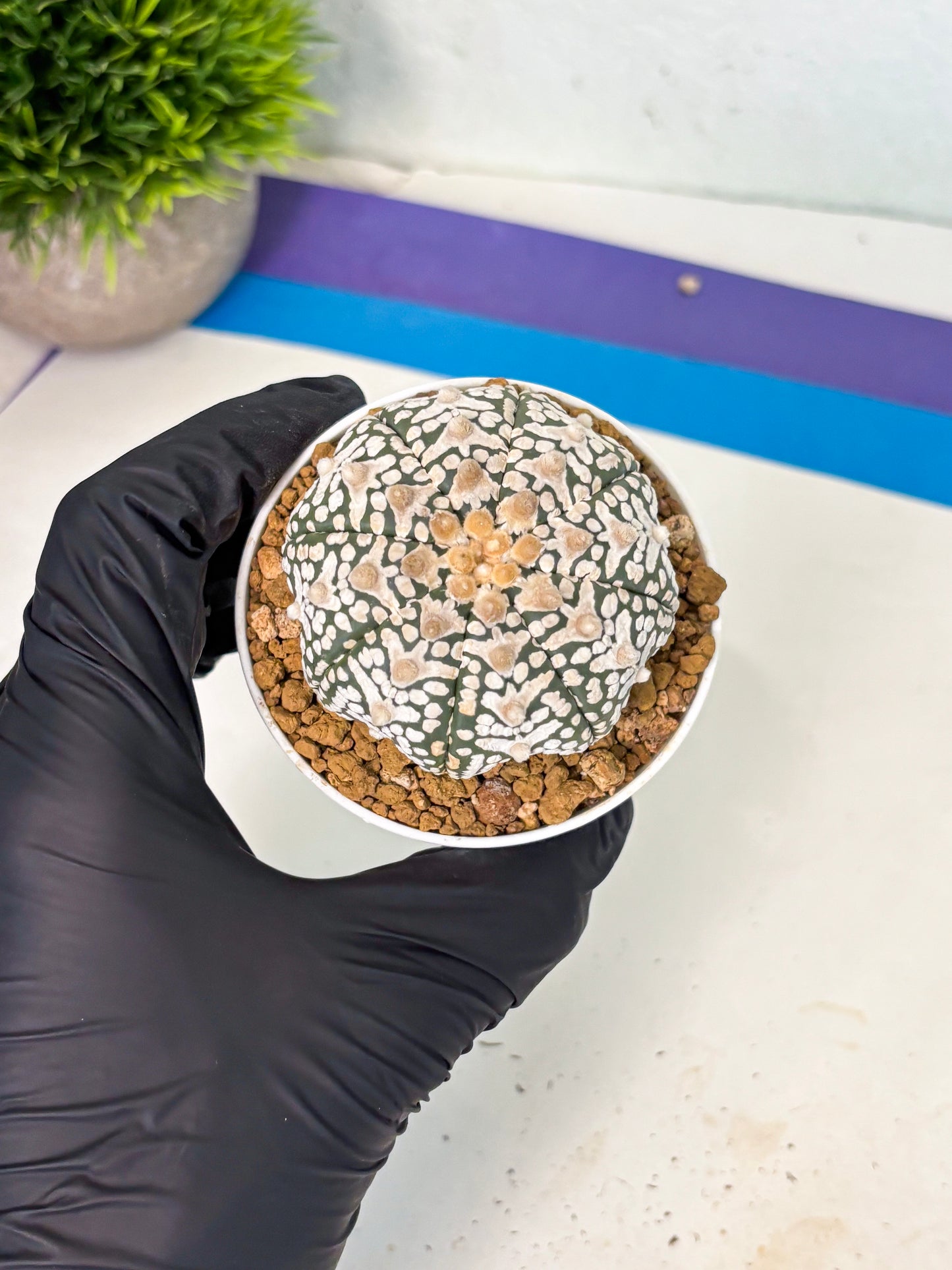 Astrophytum V-Type (at6) (r1) | Rare Star Cactus