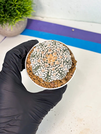 Astrophytum V-Type (at6) (r1) | Rare Star Cactus