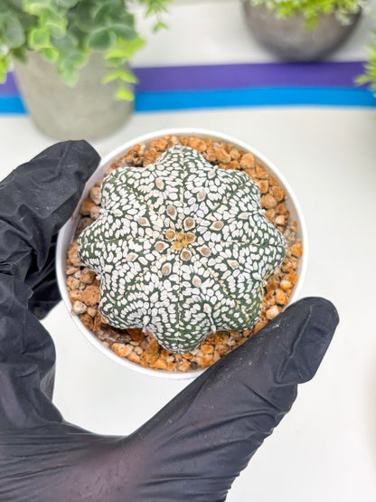 Astrophytum Star shape Super Kabuto (t3) (p6) | 3" Pot