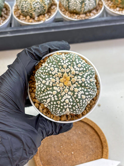 Astrophytum Super Kabuto (at1) (09) | Collection Plant | Rare Cactus