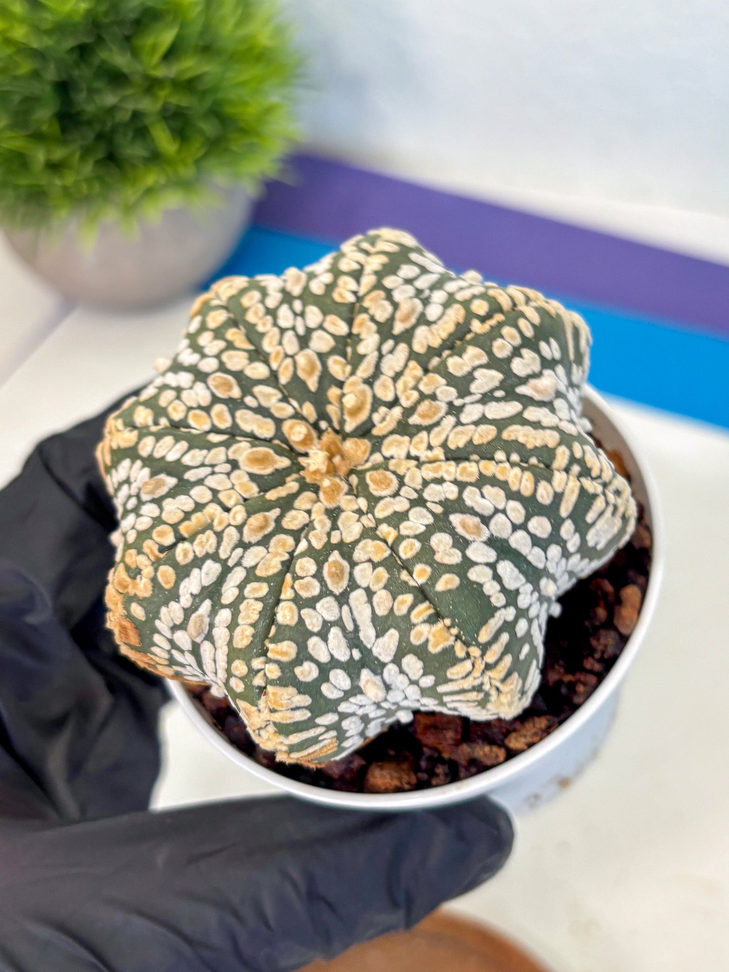 Astrophytum V Type (at4) (09) | Star Cactus
