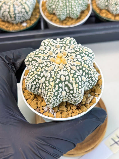 Astrophytum Star Shape (at2) (y7) | Rare Cactus