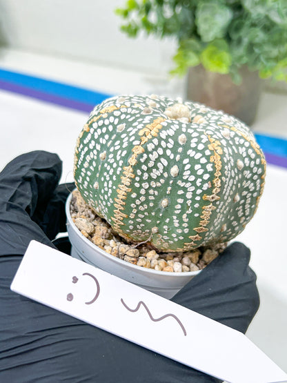 Astrophytum Super Kabuto (#T6A) | Nevada Botanical Shop | 3" Pot