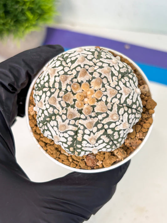 Astrophytum V-Type (at6) (r1) | Rare Star Cactus
