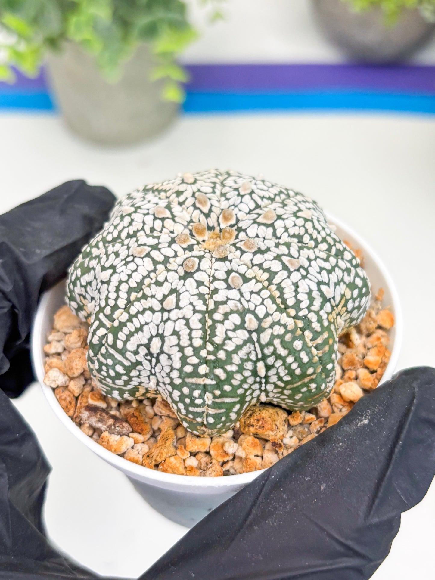 Astrophytum Star shape Super Kabuto (t3) (p6) | 3" Pot