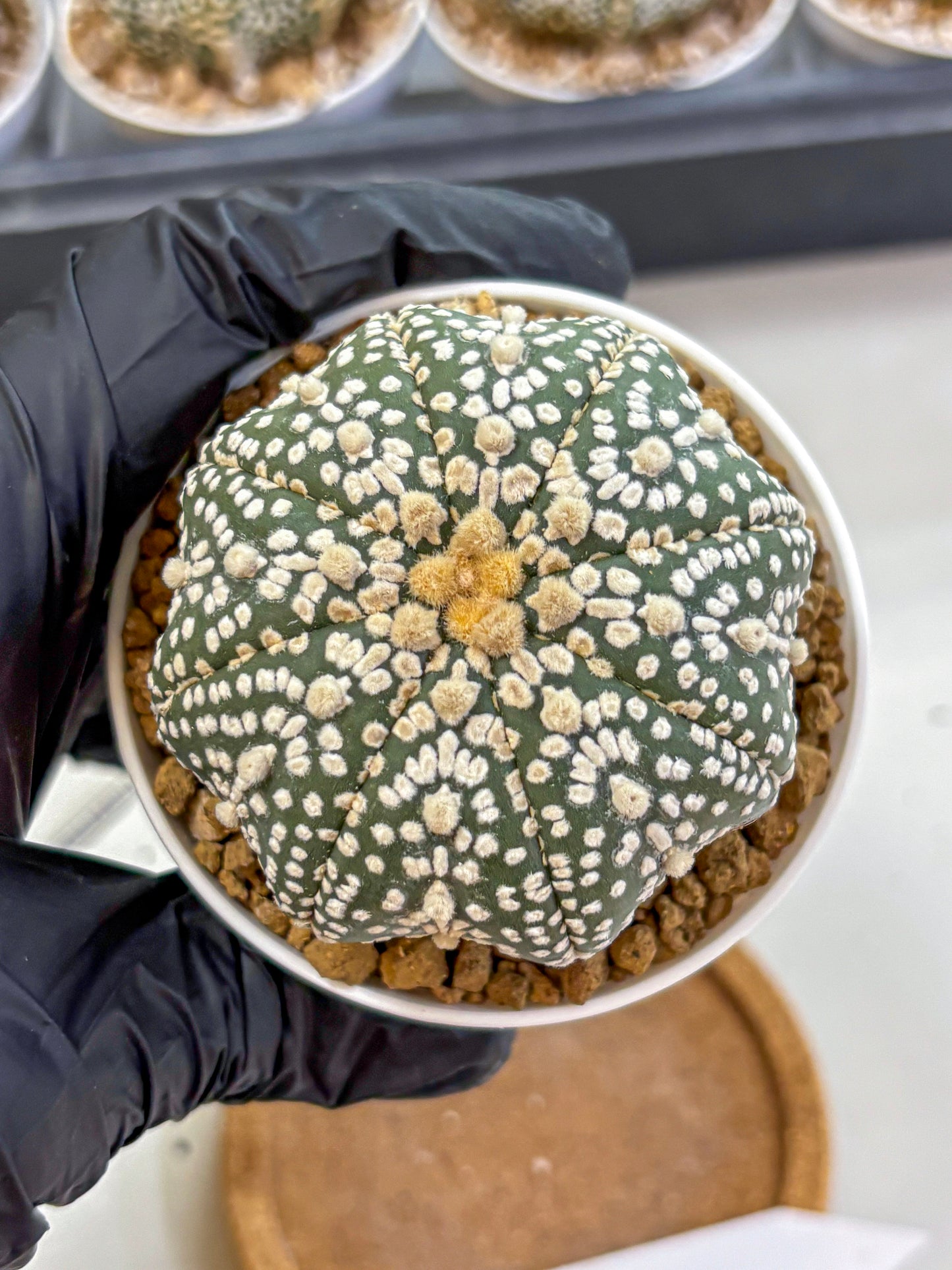 Astrophytum Super Kabuto (at1) (09) | Collection Plant | Rare Cactus
