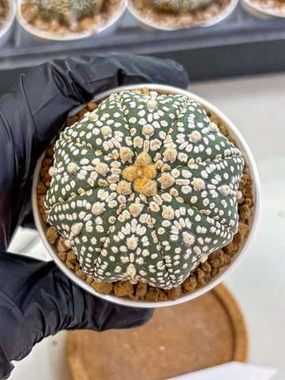 Astrophytum Super Kabuto (at1) (09) | Collection Plant | Rare Cactus