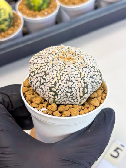 Astrophytum V-Type (at1) (p5) | Imported Cactus