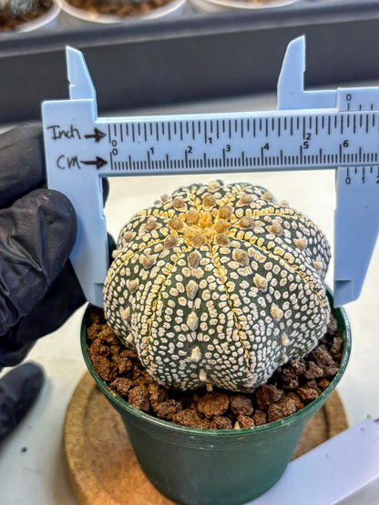 Astrophytum V Type (at5) (03) |  Sea urchin cactus
