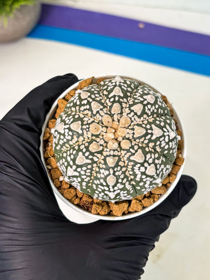 Astrophytum V-Type (at5) (p2) | Rare imported Plant