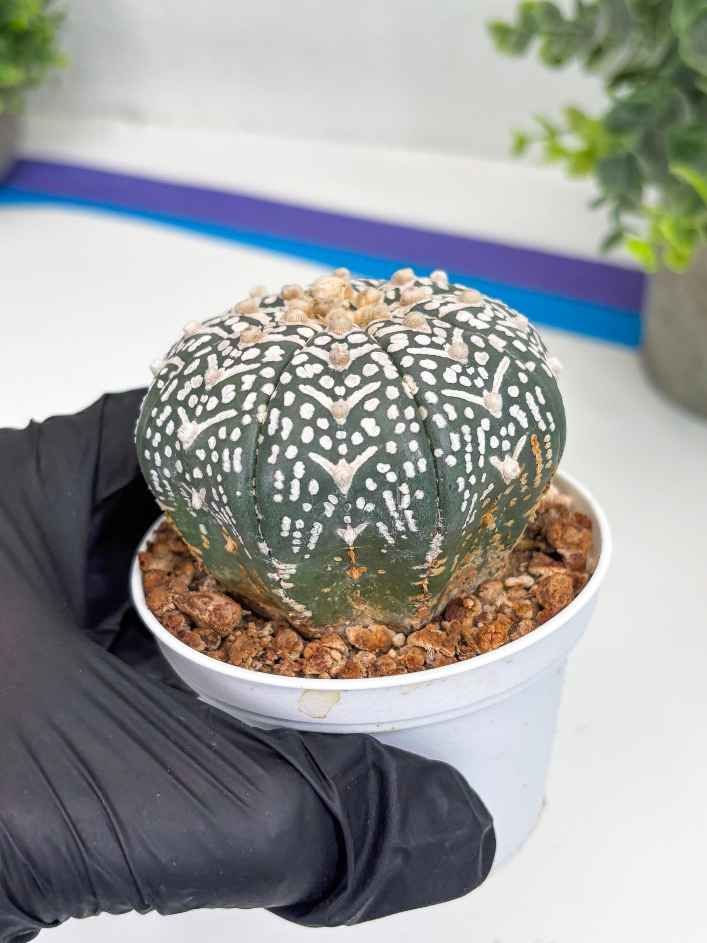 Astrophytum Super Kabuto V Type (T4) (b4) | Las Vegas Seller
